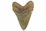 Huge, Serrated Fossil Megalodon Tooth - North Carolina #298786-2